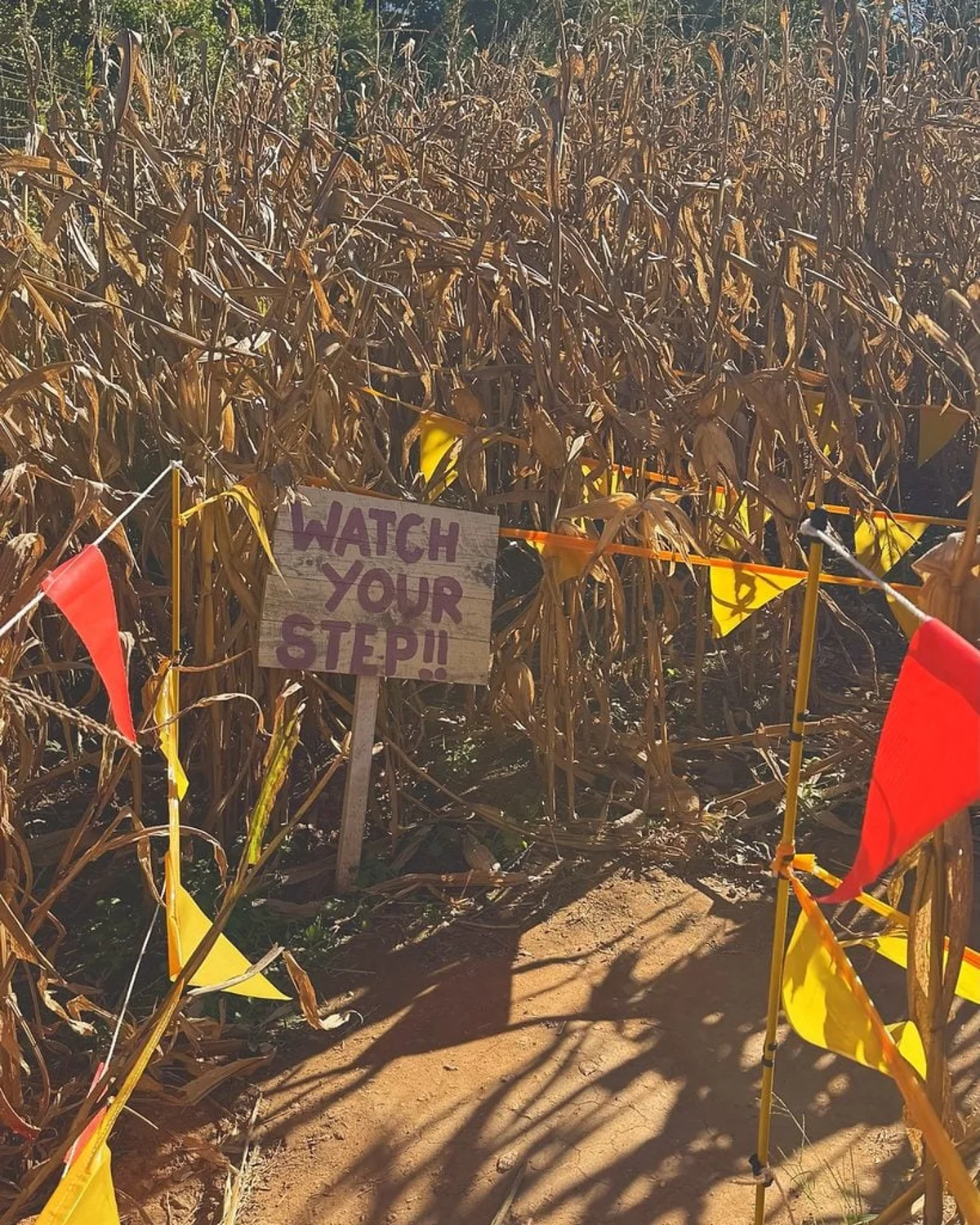 Dirt path leading into a tall dried corn maze with flags